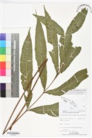 登錄號:BP02823藏品圖，第1張
