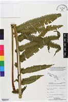 登錄號:BP02825藏品圖，第1張