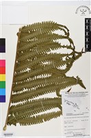 登錄號:BP02825藏品圖，第2張