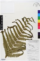 登錄號:BP02825藏品圖，第3張