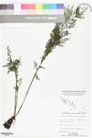 登錄號:BP02826藏品圖，第1張