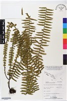 登錄號:BP02827藏品圖，第1張