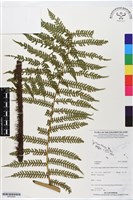 登錄號:BP02829藏品圖，第1張