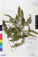 登錄號:BP02832藏品圖，第1張