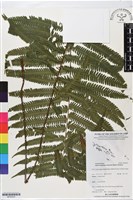 登錄號:BP02833藏品圖，第1張