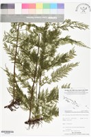 登錄號:BP02834藏品圖，第1張