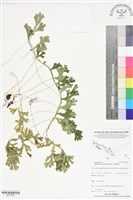 登錄號:BP02836藏品圖，第1張