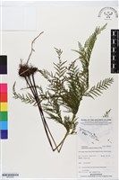 登錄號:BP02838藏品圖，第1張