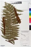 登錄號:BP02839藏品圖，第1張