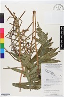 登錄號:BP02841藏品圖，第1張