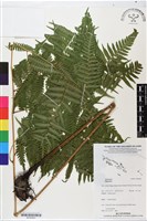 登錄號:BP02843藏品圖，第1張