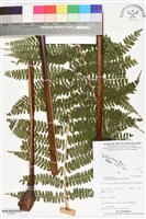 登錄號:BP02847藏品圖，第1張