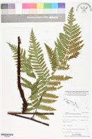 登錄號:BP02848藏品圖，第1張