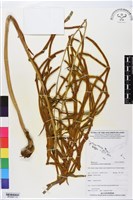 登錄號:BP02851藏品圖，第1張