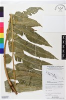 登錄號:BP02851藏品圖，第2張