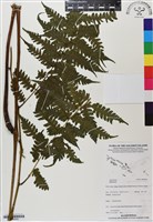 登錄號:BP02852藏品圖，第1張