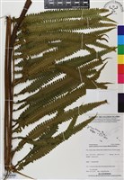 登錄號:BP02853藏品圖，第1張