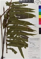 登錄號:BP02853藏品圖，第2張