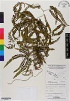 登錄號:BP02859藏品圖，第1張