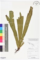 登錄號:BP02861藏品圖，第1張