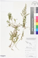 登錄號:BP02862藏品圖，第1張