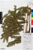 登錄號:BP02863藏品圖，第1張