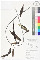 登錄號:BP02865藏品圖，第1張