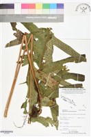 登錄號:BP02866藏品圖，第1張