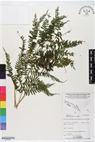 登錄號:BP02867藏品圖，第1張