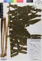 登錄號:BP02869藏品圖，第1張