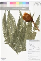 登錄號:BP02870藏品圖，第1張