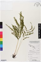 登錄號:BP02872藏品圖，第1張