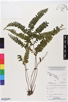 鈍齒鱗始蕨藏品圖，第1張