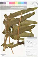 登錄號:BP02874藏品圖，第1張