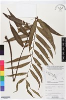 登錄號:BP02880藏品圖，第1張