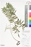 登錄號:BP02881藏品圖，第1張