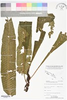 登錄號:BP02882藏品圖，第1張