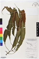 登錄號:BP02883藏品圖，第1張