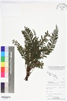 登錄號:BP02884藏品圖，第1張