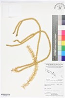 登錄號:BP02885藏品圖，第1張