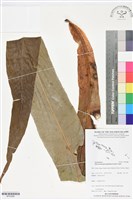 登錄號:BP02886藏品圖，第1張