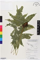 登錄號:BP02888藏品圖，第1張