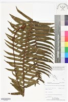 登錄號:BP02889藏品圖，第1張