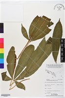 登錄號:BP02890藏品圖，第1張