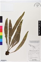 登錄號:BP02891藏品圖，第1張