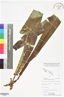 登錄號:BP02893藏品圖，第1張