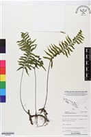 單邊鐵角蕨藏品圖，第1張