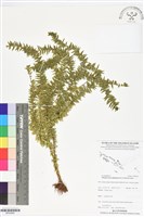 垂枝石松藏品圖，第1張