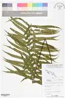 登錄號:BP02896藏品圖，第1張