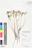 分枝莎草蕨藏品圖，第1張